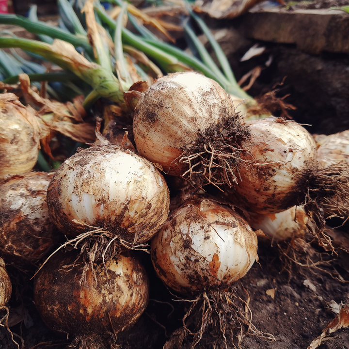 Nová záhrada - cibuľa